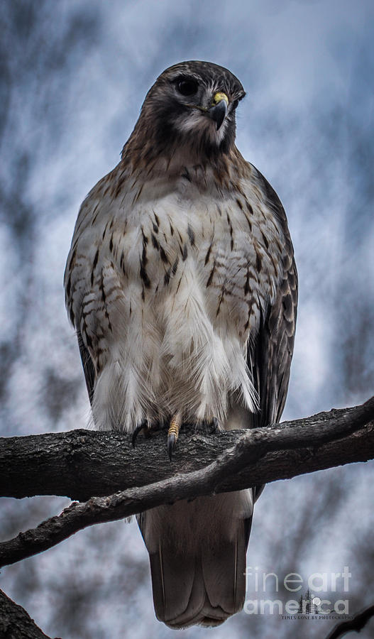 Hawk Red Tailed Photograph by Ronald Grogan