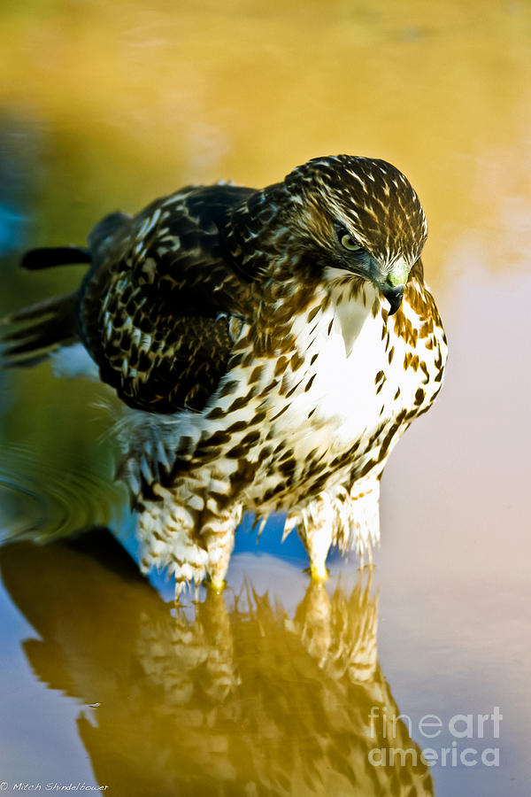 Hawk Reflection Photograph by Mitch Shindelbower