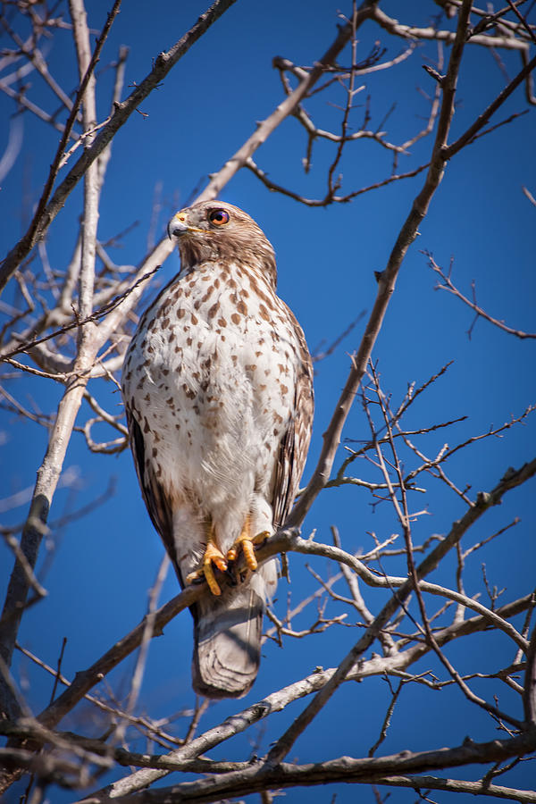 Red Tailed Hawk-Immature Photograph by Rich Franco | Pixels