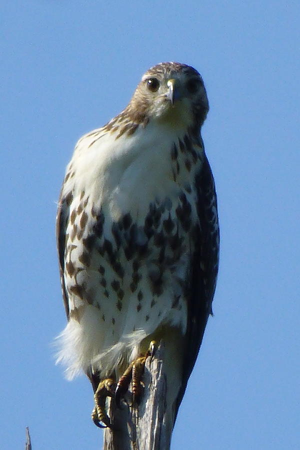 Hawk Photograph by Robert McGreevy | Fine Art America