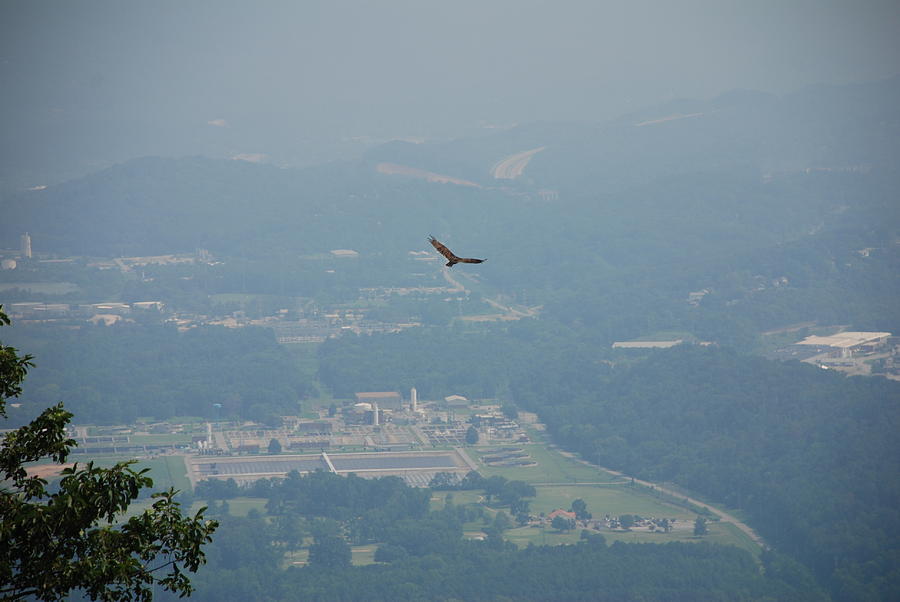 Hawk Soars Above Chattanooga Valley Photograph by Kenny Glover