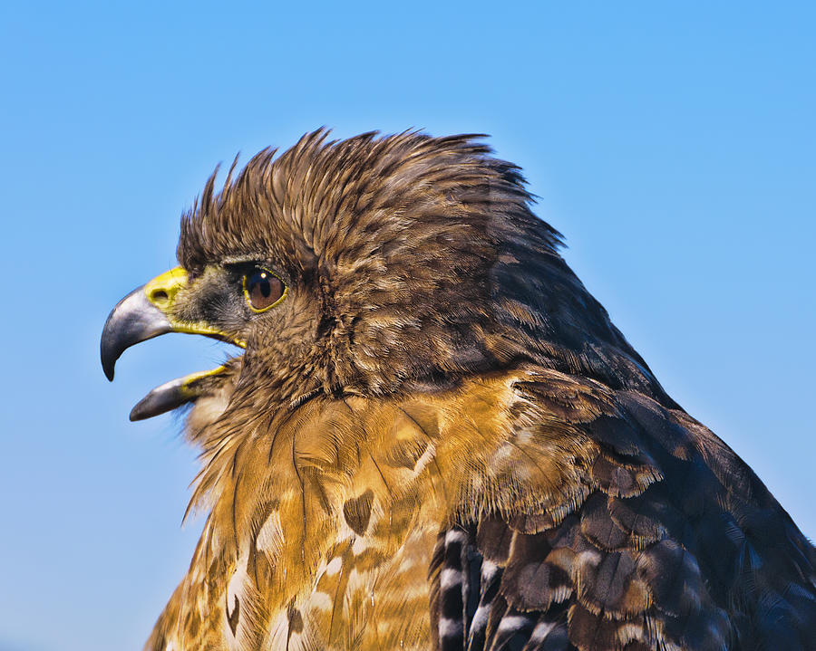 Hawk Squawk Photograph by Betty Eich