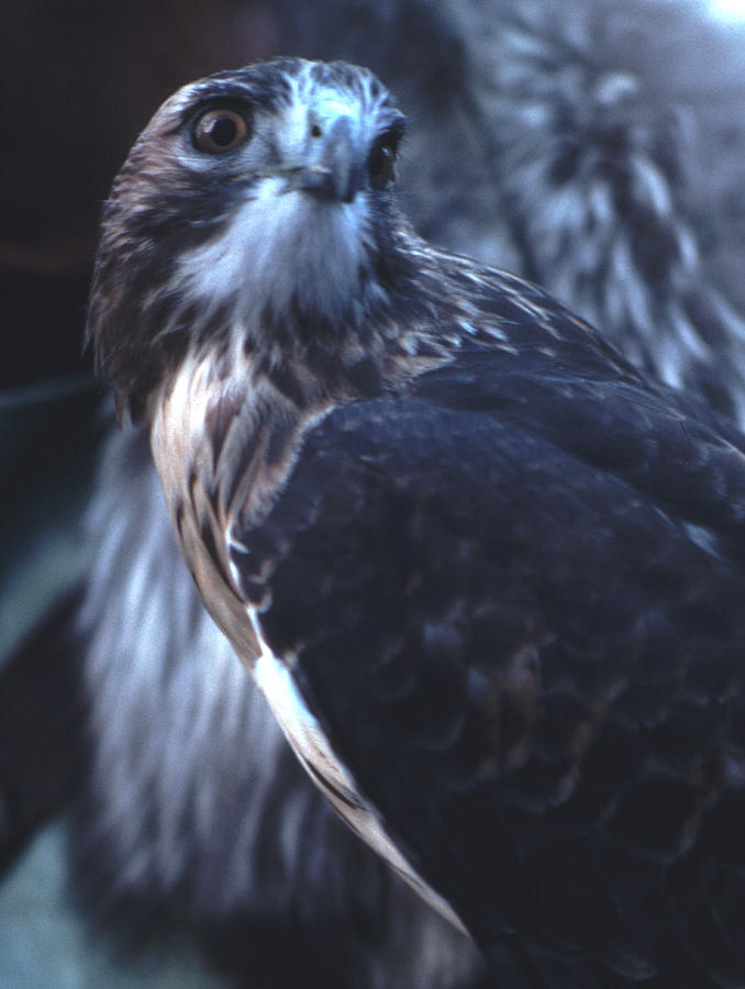 Hawk Stare Photograph by Tom Wurl
