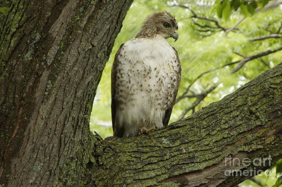 Hawk Stares Photograph by Tina Hailey