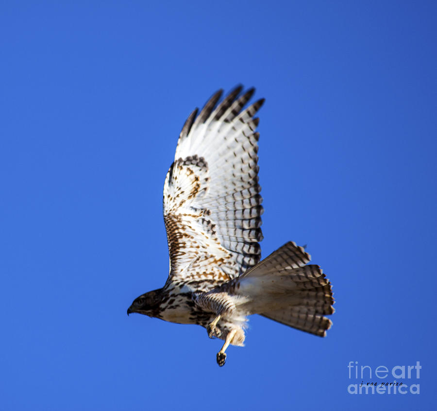 Hawk Take Off Photograph