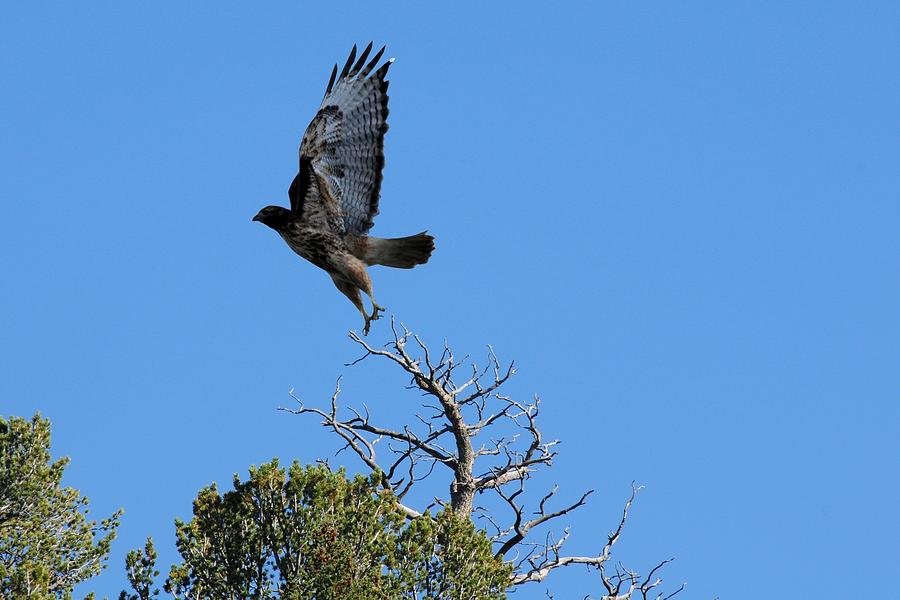 Hawk Taking Flight Photograph by Marilyn Burton