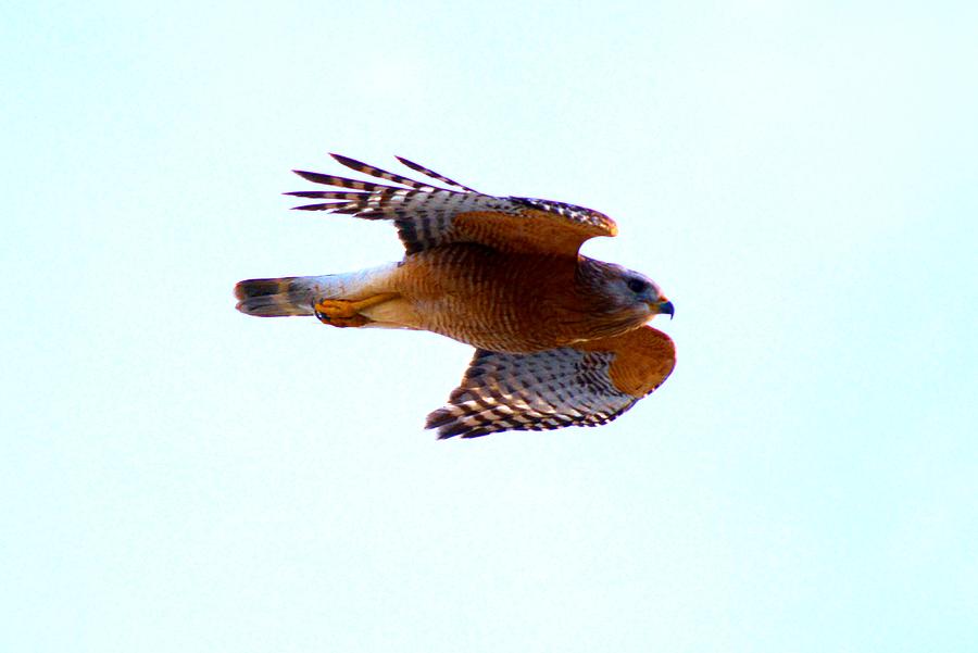 Hawk Photograph by Tamara Michael