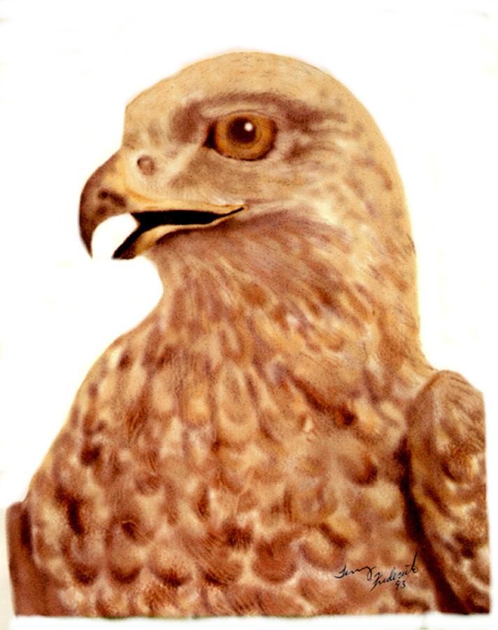 Hawk Digital Art by Terry Frederick