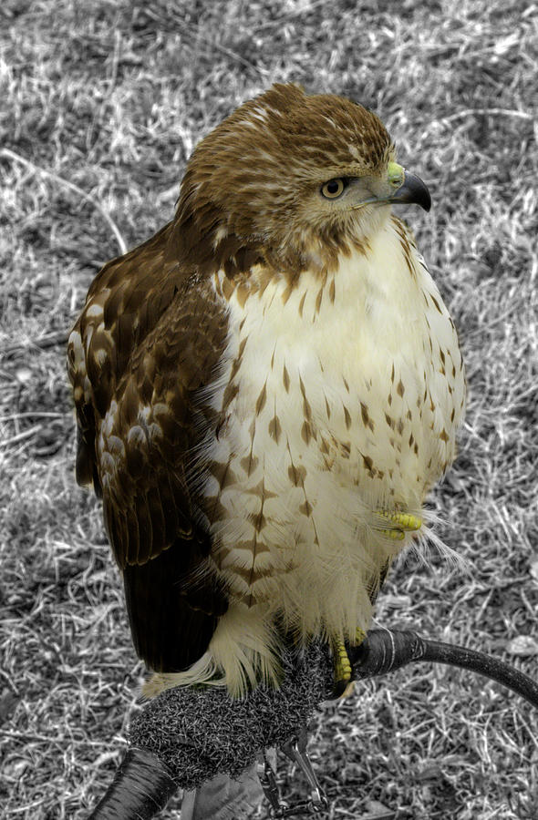 Hawk Photograph - Hawk v3c by John Straton