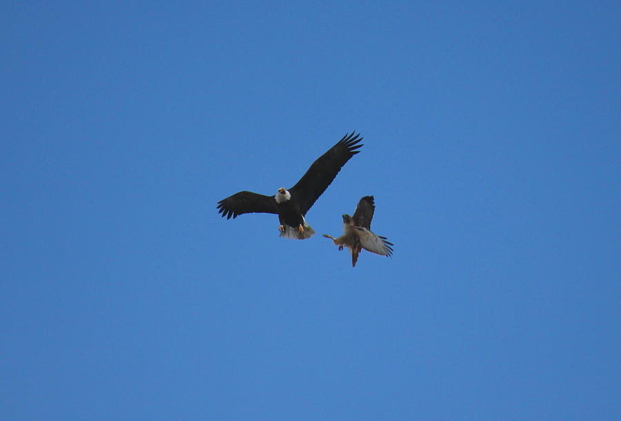 Hawk Vs Eagle Photograph by Trent Mallett