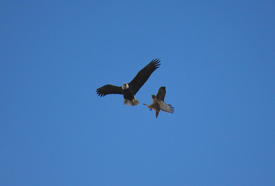 eagle vs hawk vs falcon