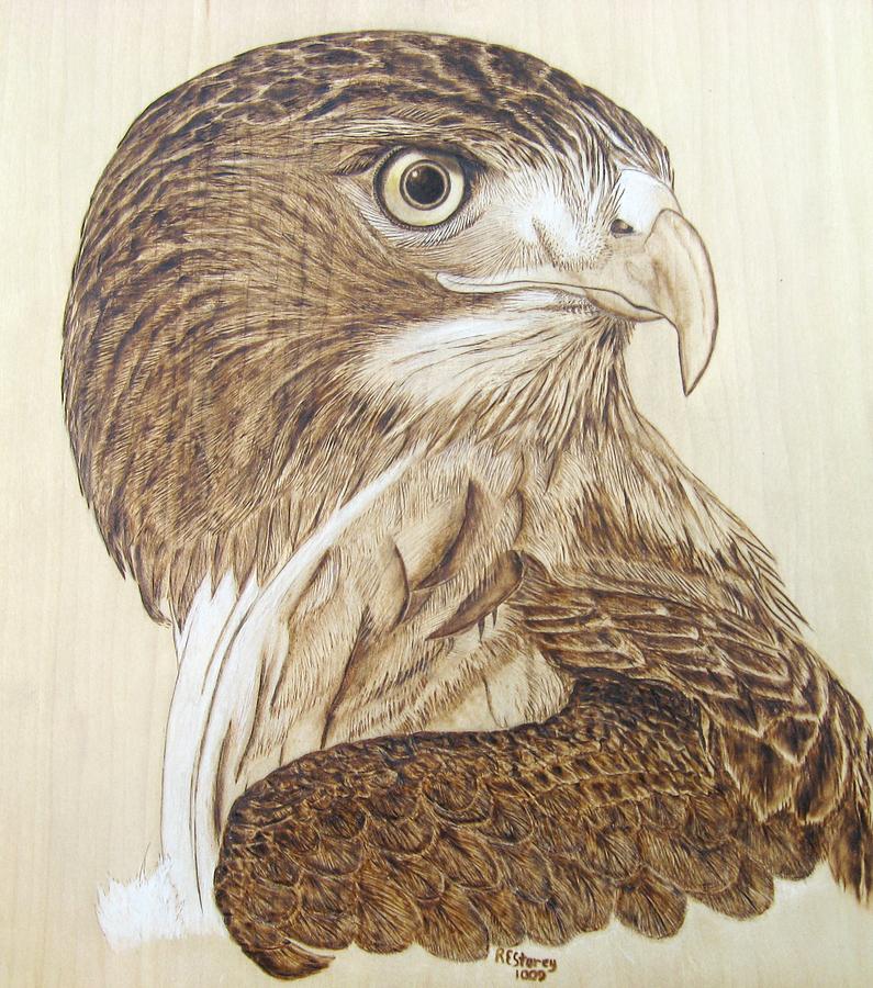 Hawk Watch Pyrography by Roger Storey - Fine Art America