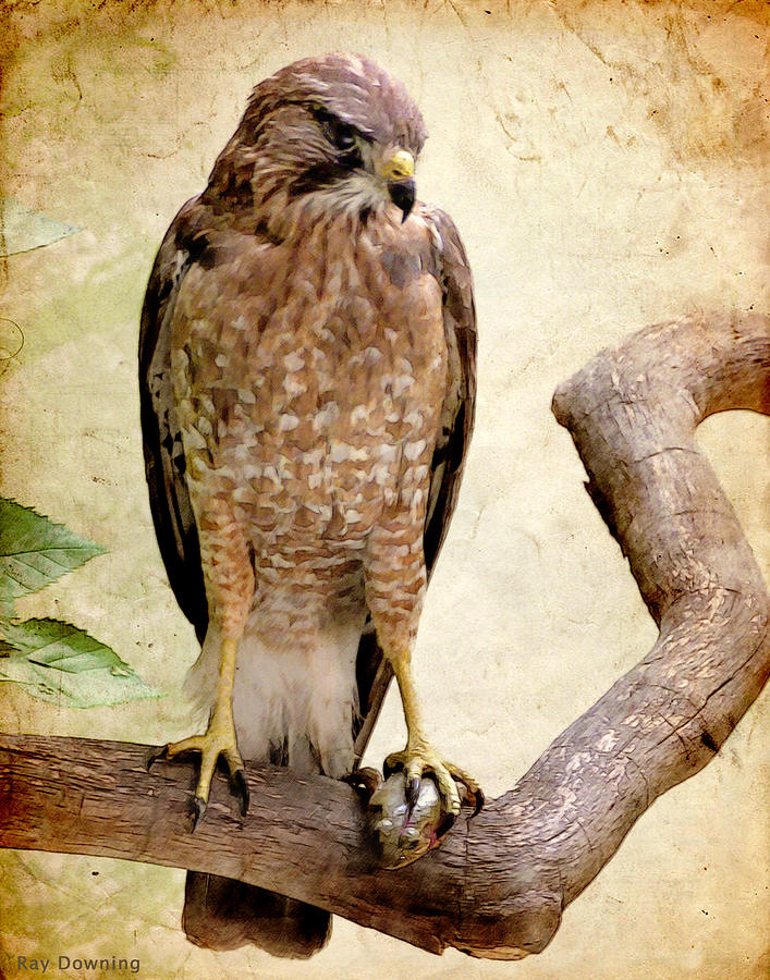 Hawk with Fish Digital Art by Ray Downing