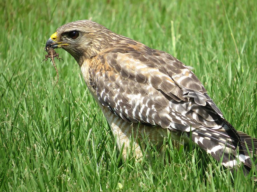 Hawk with lizard Photograph by Zina Stromberg