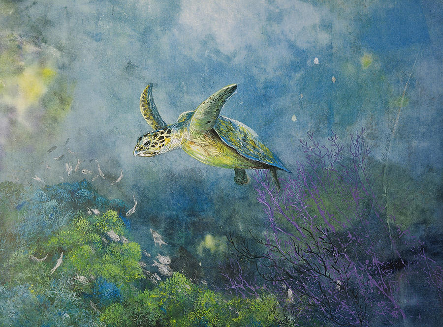 Turtle Mixed Media - Hawkbill Turtle Feeding On Sponges by Nancy Gorr