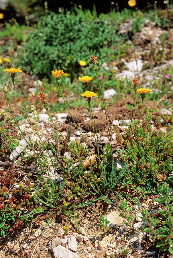 Hawkbit (leontodon Crispus) by Bruno Petriglia/science Photo Library