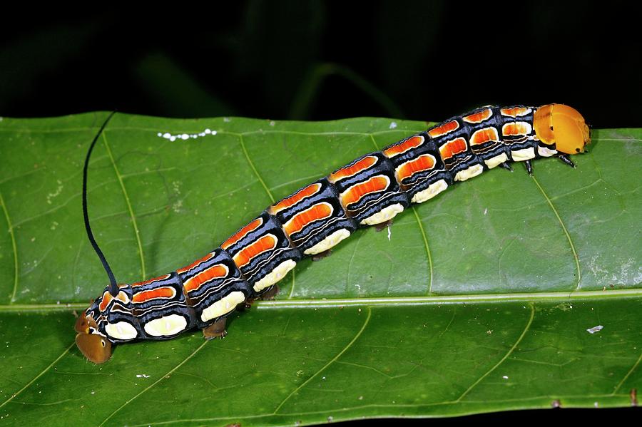 Nature Photograph - Hawkmoth Caterpillar by Dr Morley Read/science Photo Library