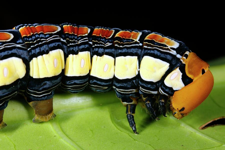 Nature Photograph - Hawkmoth Caterpillar Head by Dr Morley Read/science Photo Library