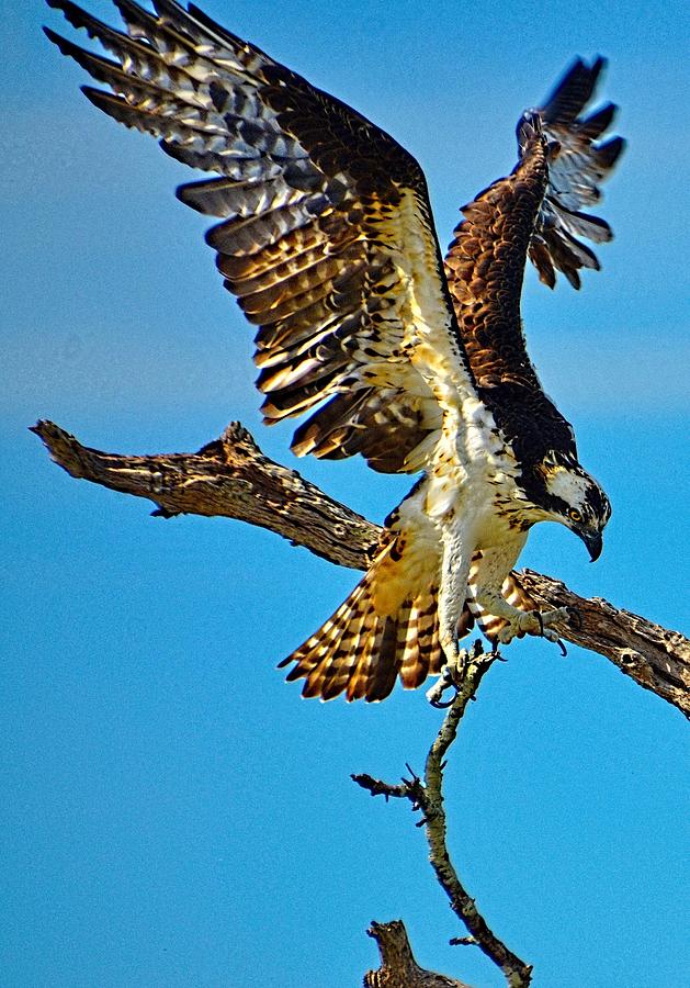 Osprey Photograph - Hawks Heavy Load by Pamela Blizzard