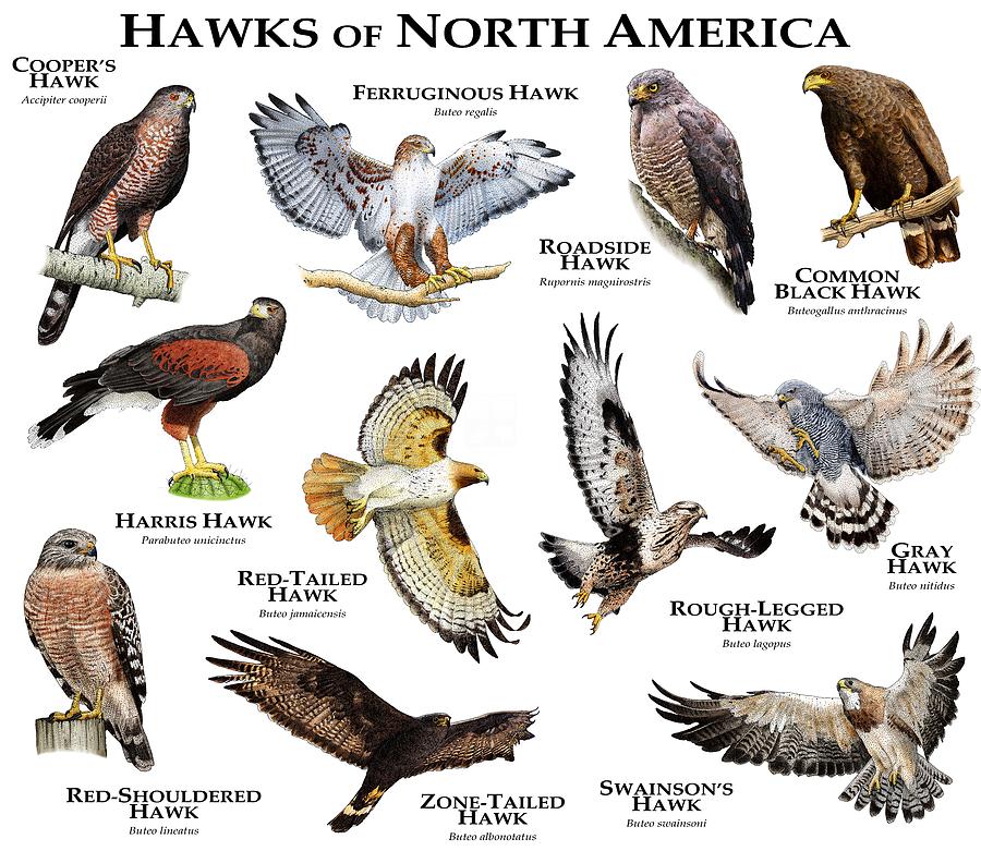 Hawks Of North America Photograph by Roger Hall