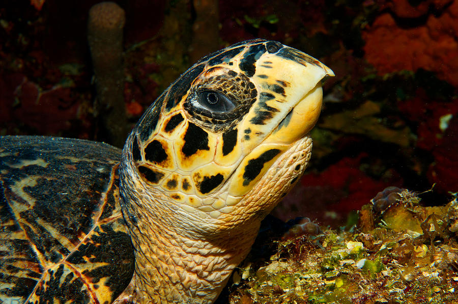 Hawksbill Photograph by Aaron Whittemore