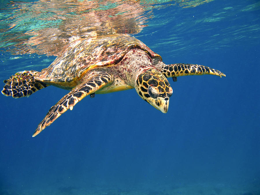 Hawksbill Photograph by Alexey Stiop