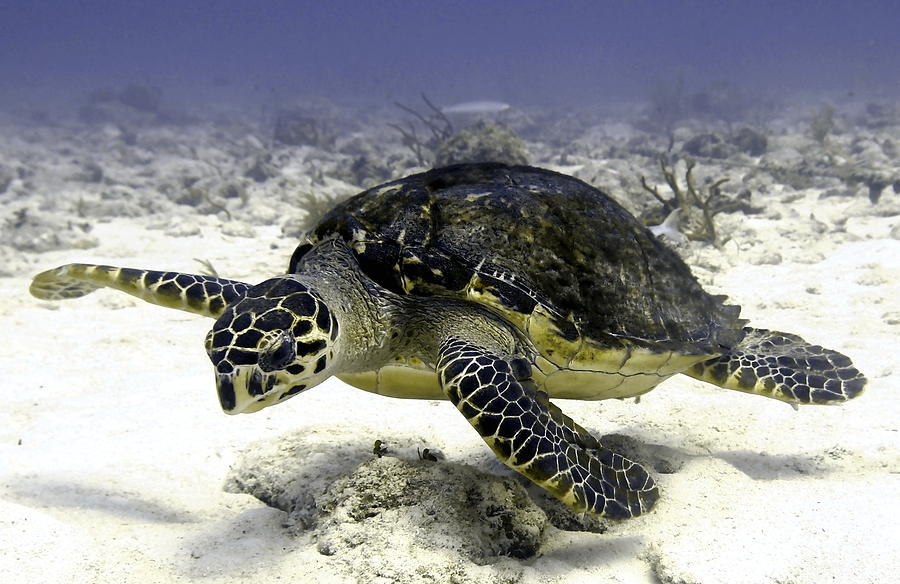 Hawksbill Caribbean Sea Turtle Photograph