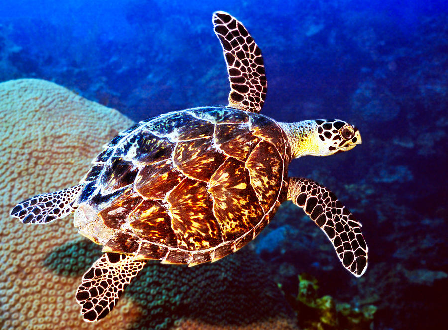 Turtle Photograph - Hawksbill by Jean Noren