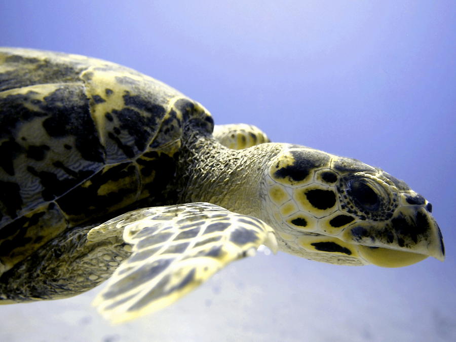 Hawksbill Sea Turtle Photograph by Amy McDaniel