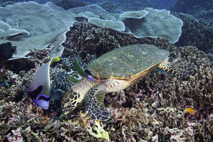 Fish Photograph - Hawksbill sea turtle by Anthony Totah