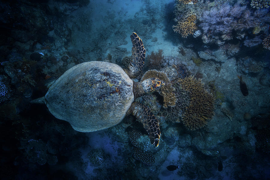 Turtle Photograph - Hawksbill Sea Turtle by Barathieu Gabriel