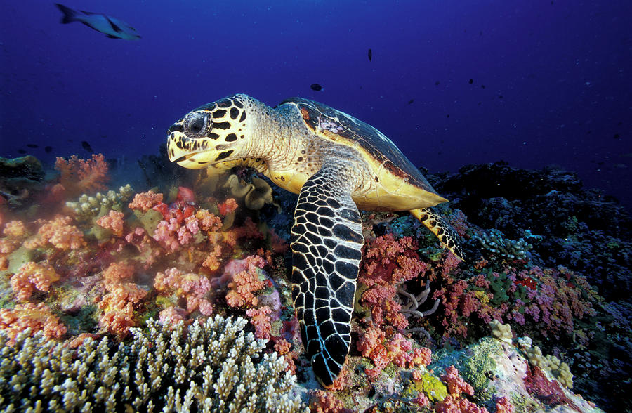 Hawksbill Sea Turtle Feeding On Soft Photograph by Steve Jones - Pixels