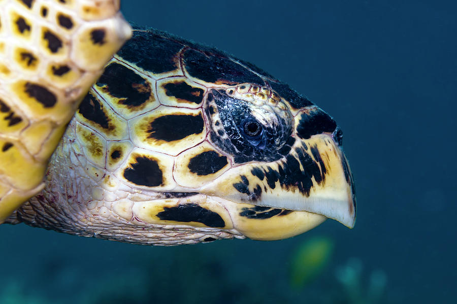 Hawksbill Sea Turtle Head, Cebu Photograph by Bruce Shafer