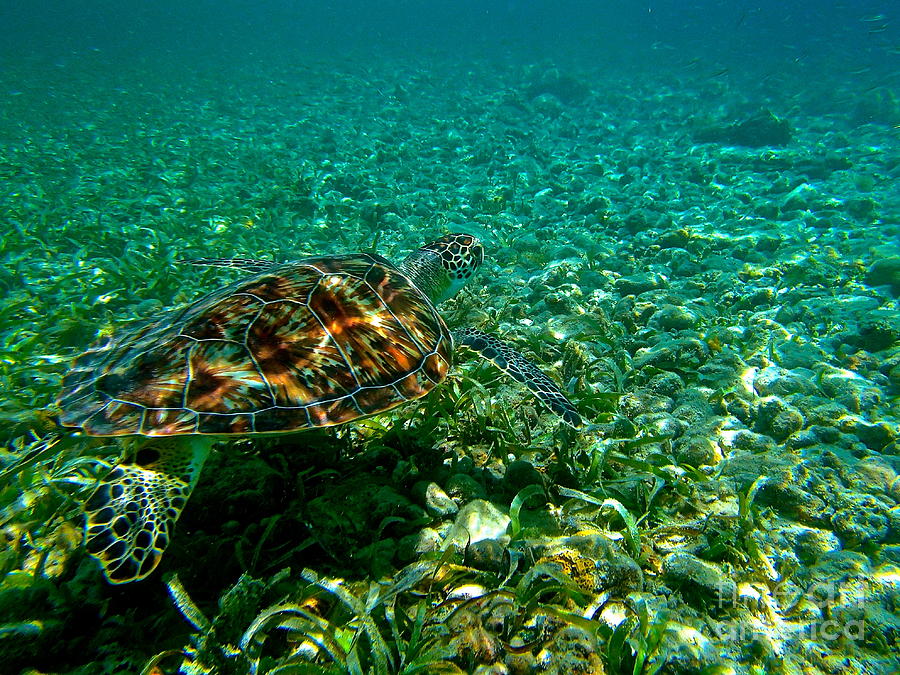 Hawksbill Turtle Photograph by Brad Pennock - Pixels