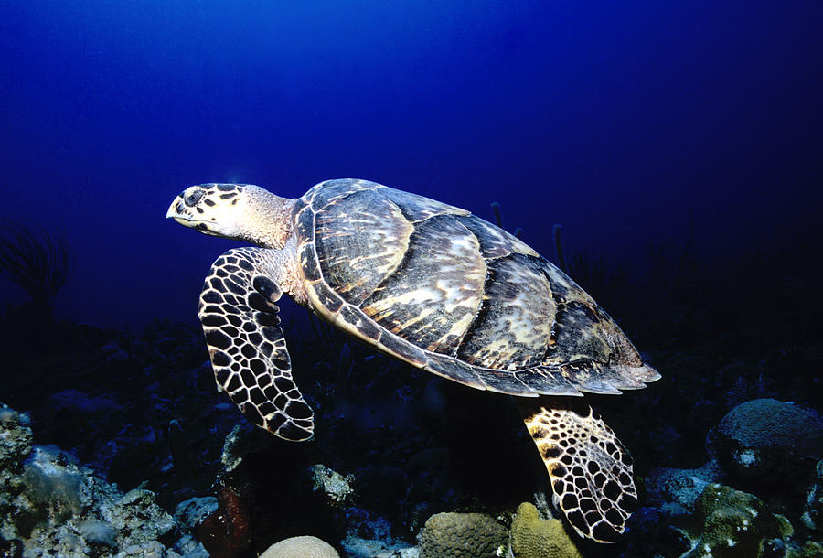 Hawksbill Turtle Photograph by Charles Angelo