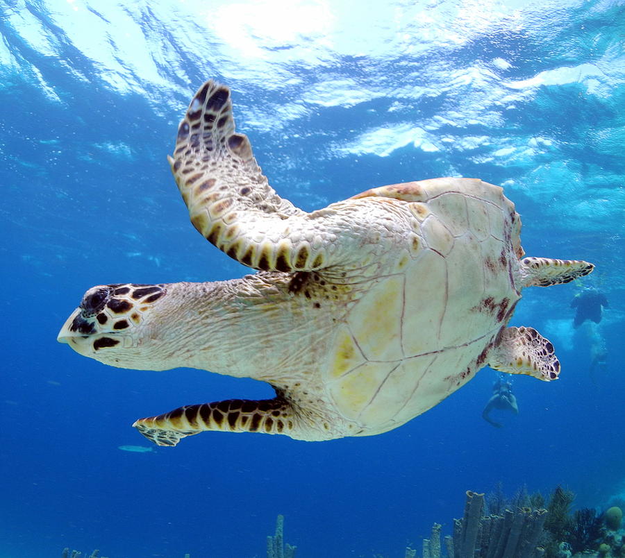 Hawksbill Turtle Flyby Photograph by David Ray | Fine Art America