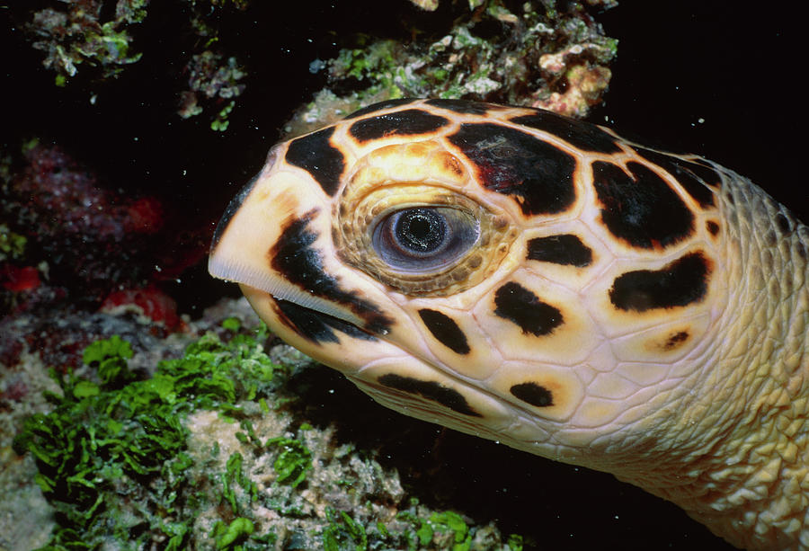 Hawksbill Turtle Photograph by Jim Edds/science Photo Library | Fine ...