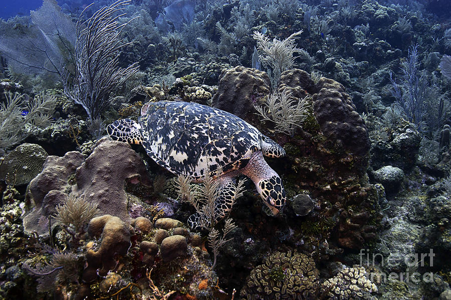 Hawksbill Turtle Photograph by JT Lewis