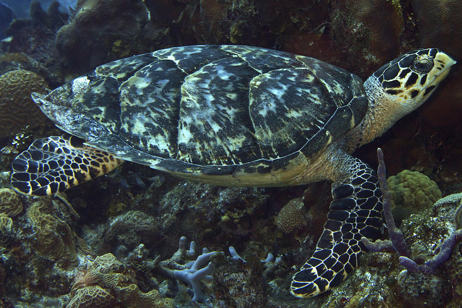 Hawksbill Turtle Photograph by Mark Sidwell - Fine Art America