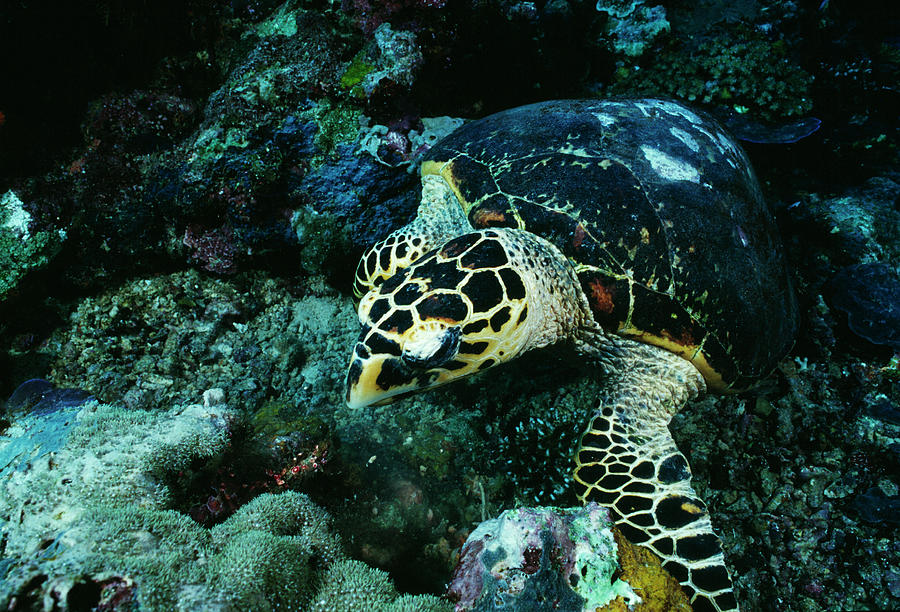 Hawksbill Turtle by Matthew Oldfield/science Photo Library