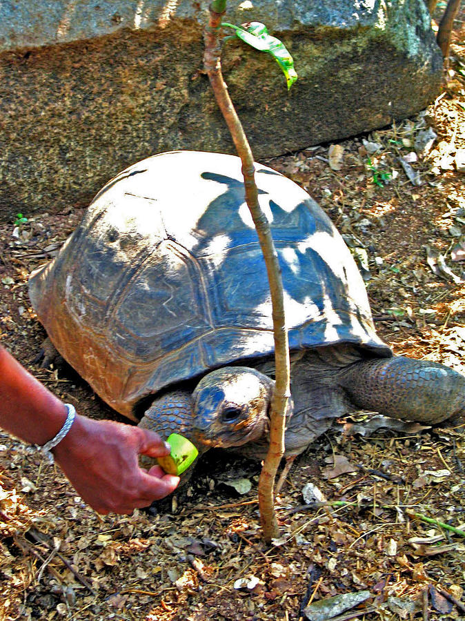 Hawksbill Turtle Nosy Komba Photograph by Jay Milo