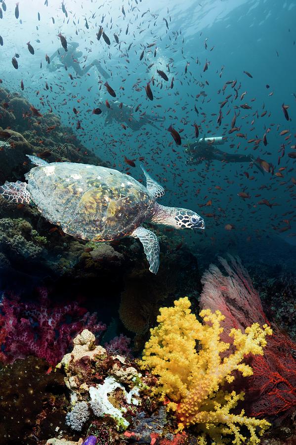 Hawksbill Turtle On Coral Reef Photograph by Georgette Douwma | Fine ...