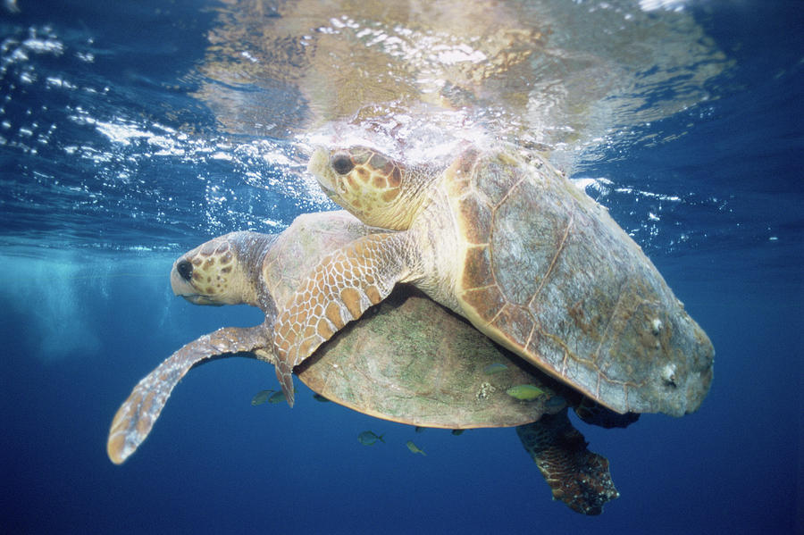 Hawksbill Turtles Mating by Jim Edds/science Photo Library