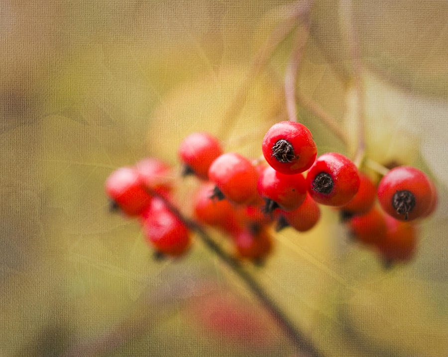 Hawthorn Berries Photograph by John Trax