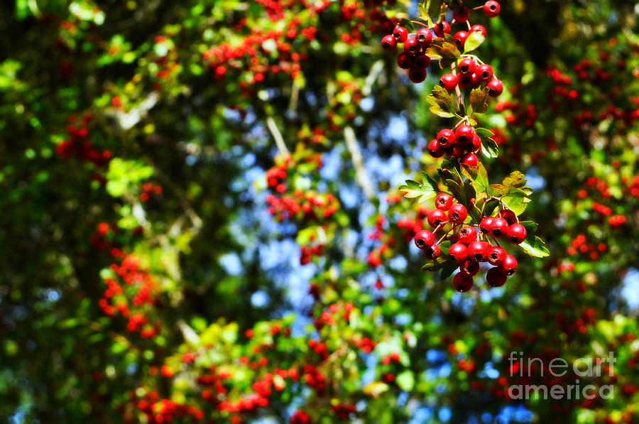 Hawthorn Berries  Photograph by Mindy Bench