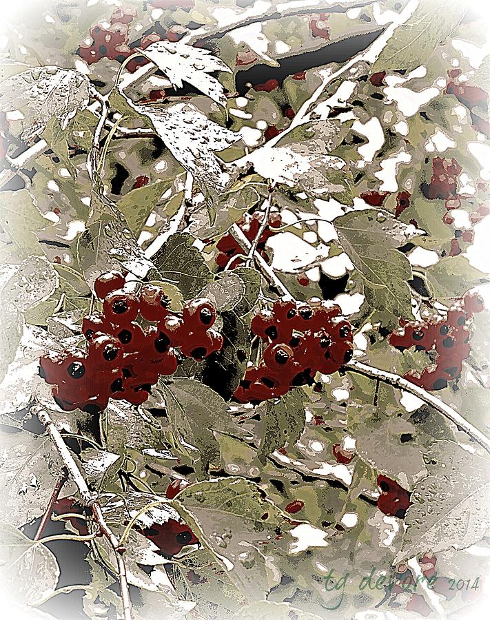 Hawthorn Berries Digital Art by Tg Devore
