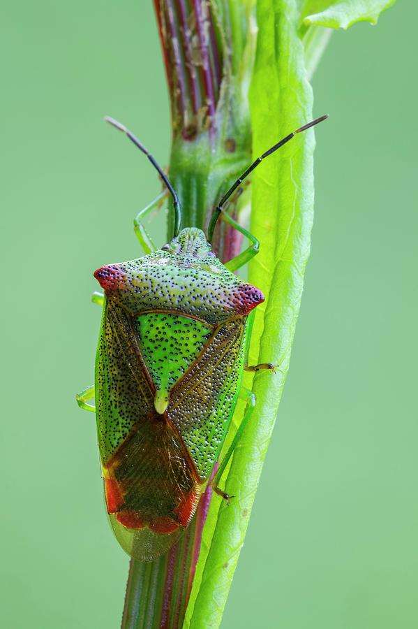 Spring Photograph - Hawthorn Shield Bug by Heath Mcdonald/science Photo Library