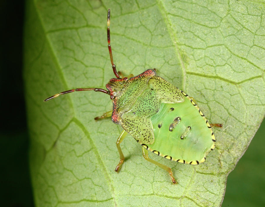 Nature Photograph - Hawthorn Shield Bug Nymph by Nigel Downer