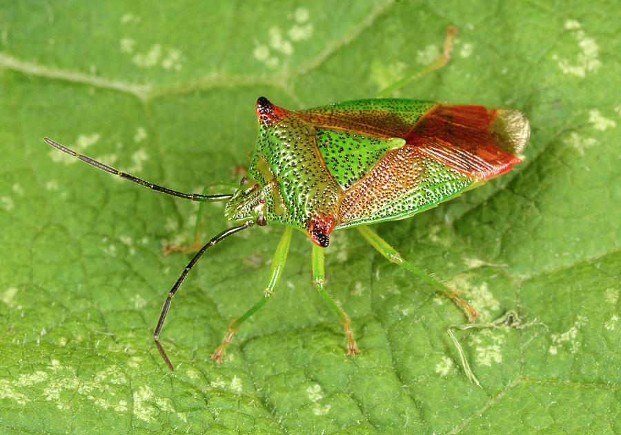 Hawthorn Shieldbug Photograph by Nigel Downer - Fine Art America