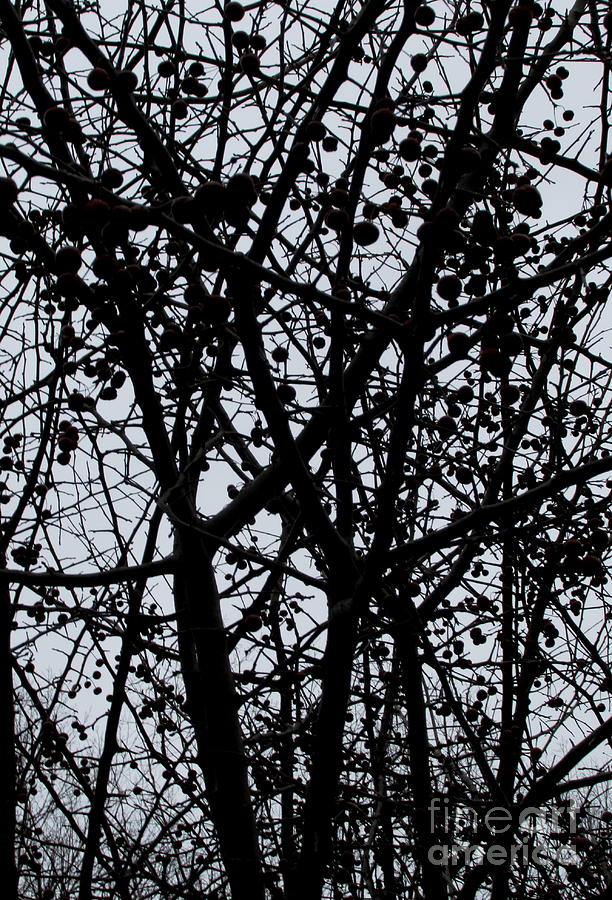 Winter Berry Silhouette Photograph by Joshua Bales